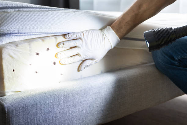 Best Residential Pest Control  in Sundown, TX
