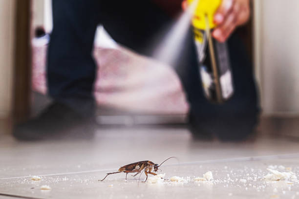 Best Spider Control Near Me  in Sundown, TX